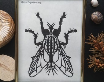 Fly Linoprint - Sacrophaga bercaea. Handmade Original (Cream paper)