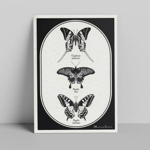 Butterflies Art Print | Entomology Illustration | Natural History | Science
