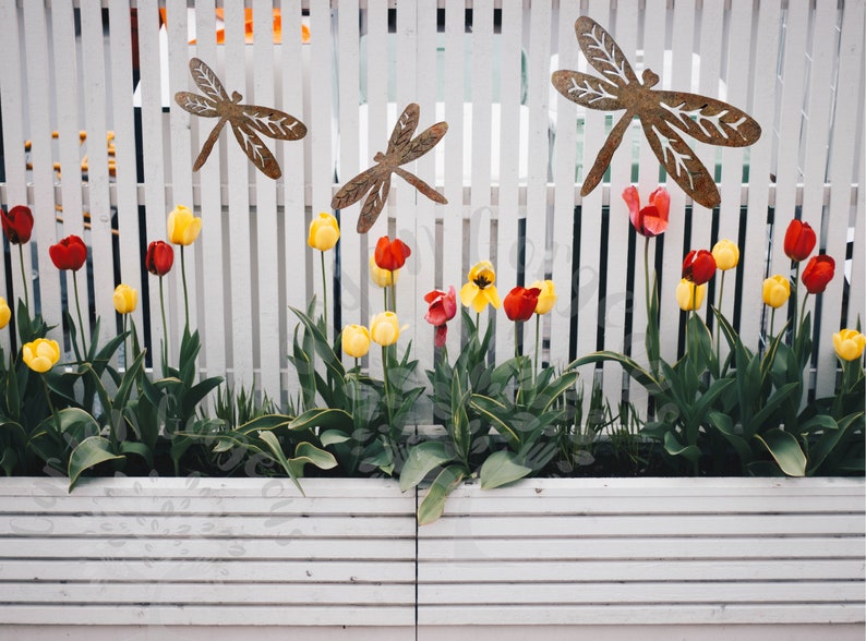 Three Rustic rusty metal dragonfly garden decorations with cut out v-leaf shapes in the four insect wings. One large and two medium. Displayed on a white fence over a bed of red and yellow tulips.