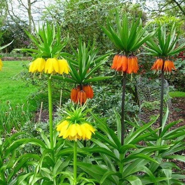 KPF1544 Flowermix Kaiserkronen Mischung Fritillaria Mix orange und gelb 5 Samen