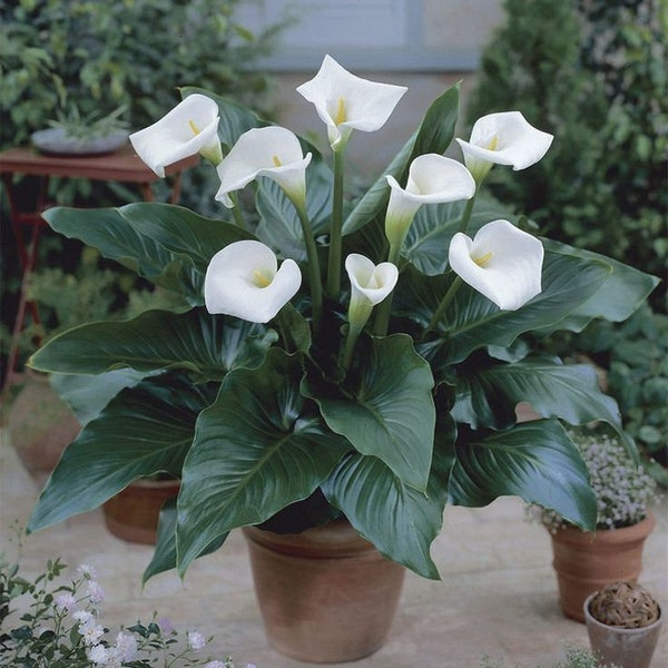 1 Stück Calla Knolle Bulbs Zwiebel weiß