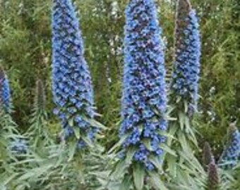 SJD535 Echium Beder Vulgaris blu 25 semi