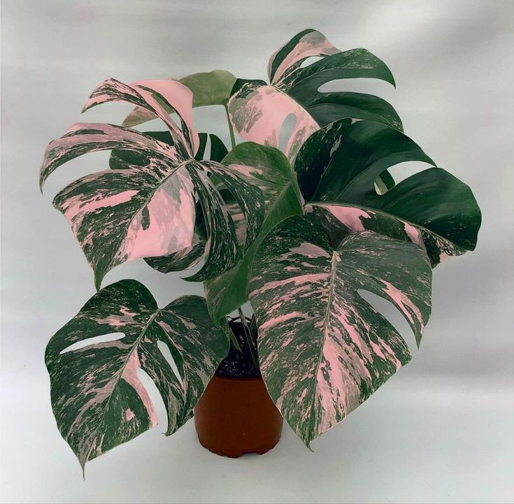 philodendron fibrosum Philodendron fibrosum Red – Carnivero main image 1
