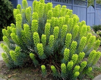 SIB1290 Euphorbia Characias 5 semi