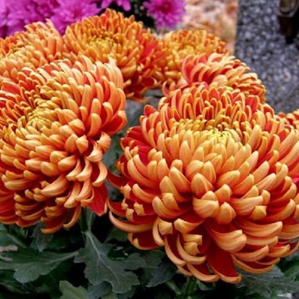 ZCY1607 Chrysanthemum Version orange Chrysantheme 5 Samen