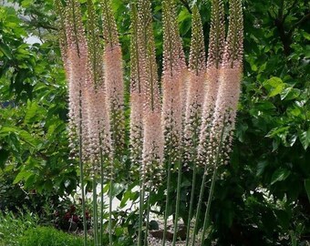 KIU416 Steppe kaars Eremurus Foxtail Lily 5 zaden