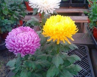 TML64 Chrysanthemum Version Colormix Chrysanthemum 15 seeds