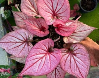 CA5 Caladium Spring Fling 1 Knolle Bulbs rosa Kaladie