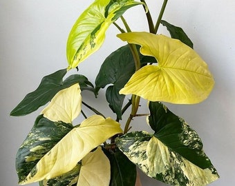 GP1602 Syngonium Aurea Rośliny domowe 3 nasiona