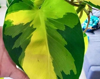 PPS851 Philodendron Houseplant Brazil 2 Seeds