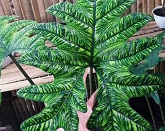 PIP1618 Indoorplants Houseplant Alocasia Jacklyn 3 Seeds Greenplants