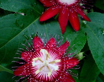 ZPF 199 Kletterpflanze Passioflora Passionsblume 10 Samen Passio Coccinea