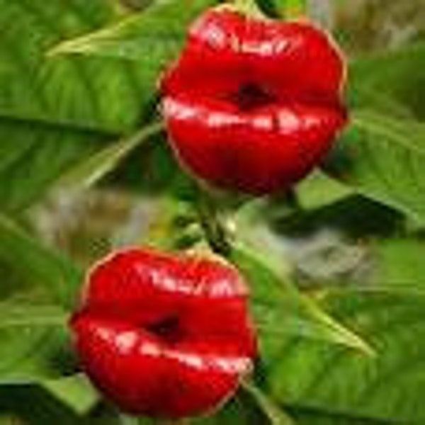 ARX752 Psychotria Poeppigiana Kussmund 2 Samen