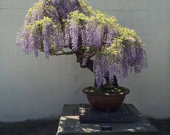 BJS111 Árbol Bonsai Bonsai Jacaranda Wisteria 2 Semillas