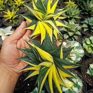 APJ981 Haworthia Aloe Suculenta 5 Semillas