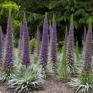 DIF538 Echium Flower purple 25 Samen