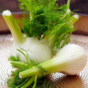 OS831 Foeniculum Fenchel Fennel 30 Samen