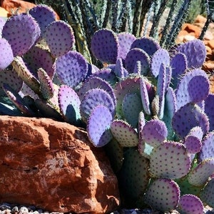 COA 240 Kaktus Opunita Purpur Cactus Kakteen 10 Samen