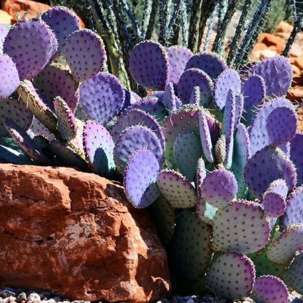 COA 240 Kaktus Opunita Purpur Cactus Kakteen 10 Samen