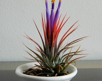 SZE660 planta de aire Tillandsia lonantha Hangplants 2 semillas