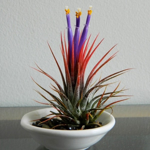 SZE660 plante aérienne Tillandsia lonantha Hangplants 2 graines