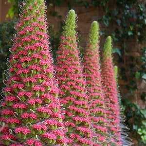 SKS537 Echium Echiumflower Gardenplants pink 25 Samen