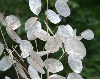 FTS1415 Lunaria Penny Plante Feuille d'Argent 10 Graines