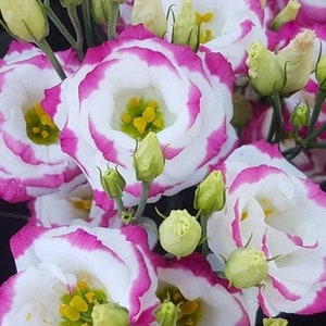 PER1649 Eustoma grandiflorum rosa 5 Samen