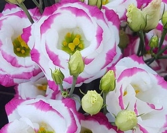 PER1649 Eustoma grandiflorum pink 5 seeds