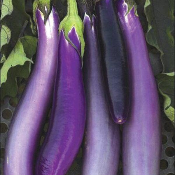 TPG13 Long Aubergine Riesen Aubergine XXl Eggplants 5 Samen
