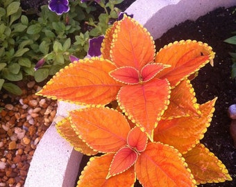 CBL1617 Coleus Coleus plante coleus orange 10 graines