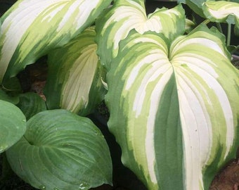 HTD1286 Hosta américain Fuchsia Greenplants 3 graines