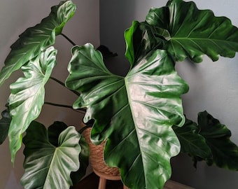 PHL 133 Plantas de Interior Philodendron Lacerum 5 Semillas