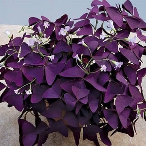 2 rhizomes purple oxalis