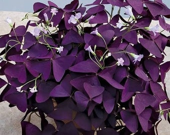 2 Rhizome purple Oxalis