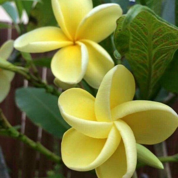 TTD1658 Plumeria Frangipani sunny yellow 3 Samen