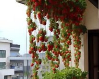 ZKST1515 Fraises grimpantes Fraises Fraises de balcon 10 graines