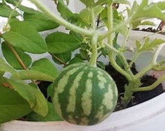 MMS248 Mini Anguria Melone Melone Piccolo Solanium 5 semi