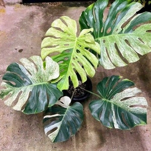 MPF 1600 Indoorplants Monstera 5 Samen