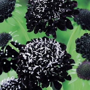 SOC938 Dark Scabiosa double 10 Samen