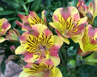 PJB1022 Homeria Alstroemeria 5 Samen