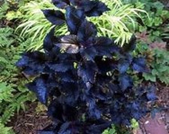 LDI40 Colues Coleus planta coleo negro 10 semillas