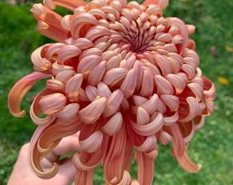 NGM298 Chrysanthème version chrysanthème rose 5 graines