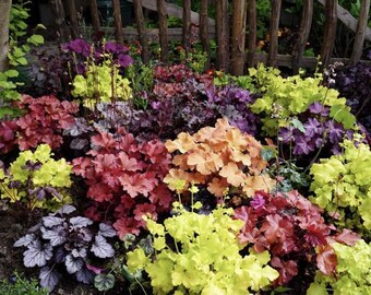 JBZ598 Mezcla Heuchera Mezcla Coleus Coleus 50 Semillas