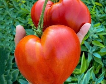 TFB327 Tomate Corazón de Buey Tomate Gigante 10 Semillas Semillas de Tomate