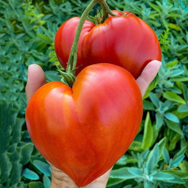 TFB327 Ochsenherz Tomate Riesen Tomate 10 Samen Tomatensamen