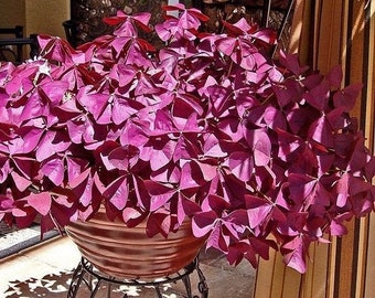 2 Rizomas Púrpura Oxalis Triangularis