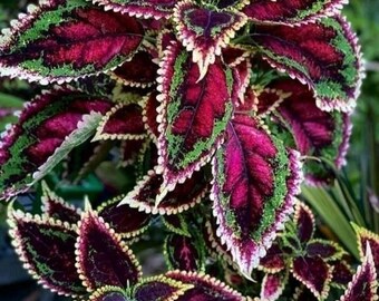 EDS32 Coleus Coleusplanze dragón coleus 10 semillas