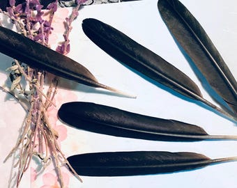 Natural Crow feathers, high quality tail glossy feather, no imperfections, Japanese crow “karasu” Witchcraft, Ritual, Caligraphy, Quill pen