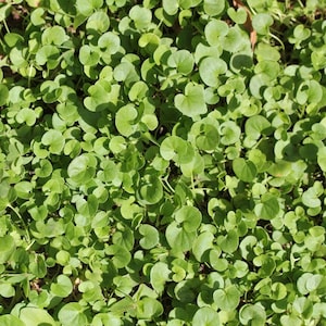 Brahmi powder, organic Bacopa monnieri powder,  100 grams